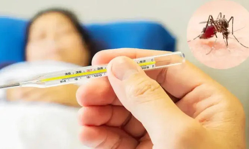 Dengue Cases Rise Across Punjab as Weather Fluctuates dengue